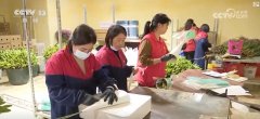 <b>“鲜花经济”终身花！我国花草海外商业持续增</b>